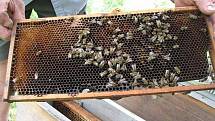 Návštěvníci se na včelí stezce dozví o životu včel.