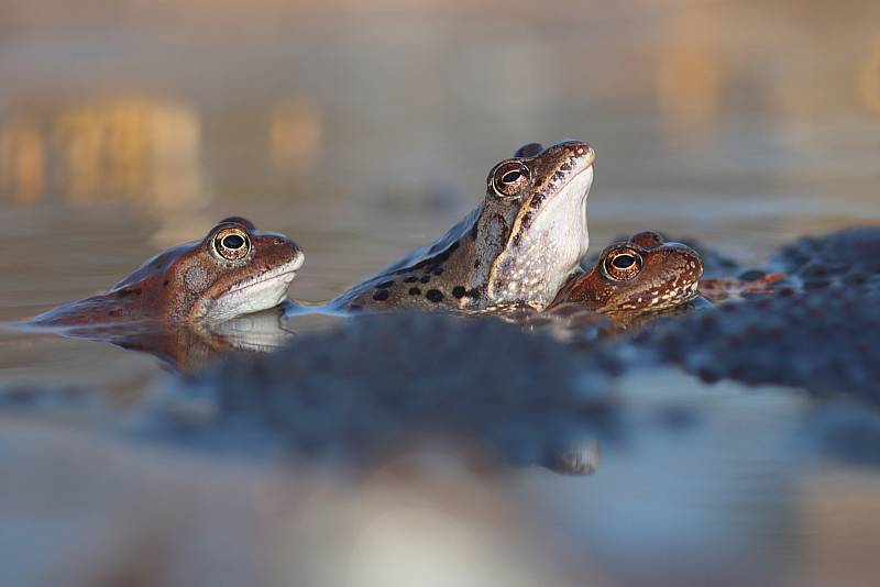 Zátarasy brání hromadnému úhynu roztoužených žab