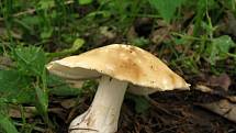 Čirůvka májovka (Calocybe gambosa). 