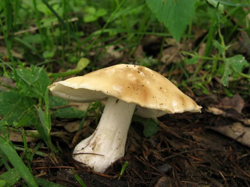 Čirůvka májovka (Calocybe gambosa). 