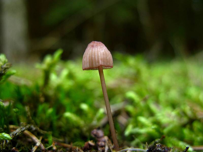 Helmovka krvavá (Mycena sanguinolenta).