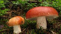 Holubinka jahodová - Russula paludosa (1)