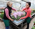 Zaměstnanci zahradnictví (na snímku zprava Marie Mikanová a Marie Navrátilová) nyní aranžují rozkvetlé orchideje do připravované expozice, jež bude mít podobu tropického pralesa.