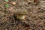 Hřib žlutomasý - Boletus chrysenteron