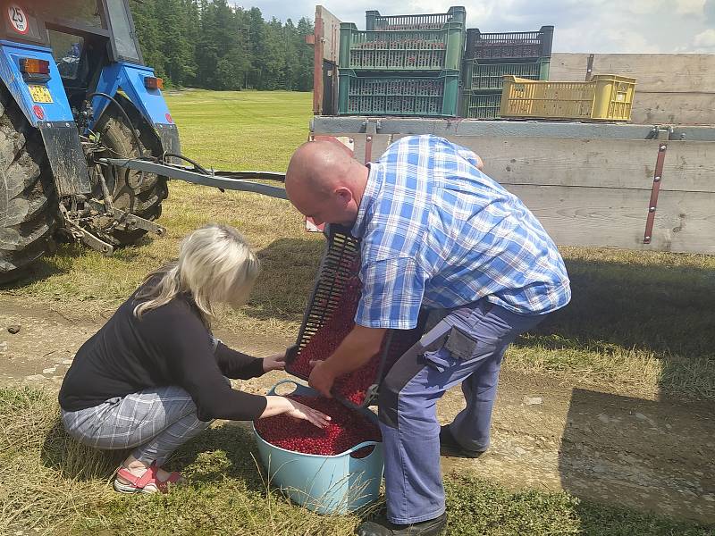 Má cenu ho pěstovat? Kilo rybízu prodávají zemědělci za pakatel, na poli stojí dvacku