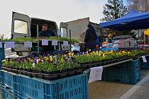 Na tržnicích v Rosicích a ve Valech se objevují první jarní květiny, hlavně petrklíče a macešky. Ke koupi jsou i mladé slepice.
