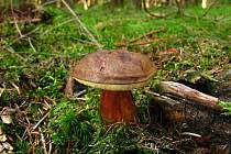 Hřib hnědý (Boletus badius).