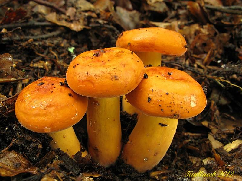 Ryzec syrovinka (Lactarius volemus).