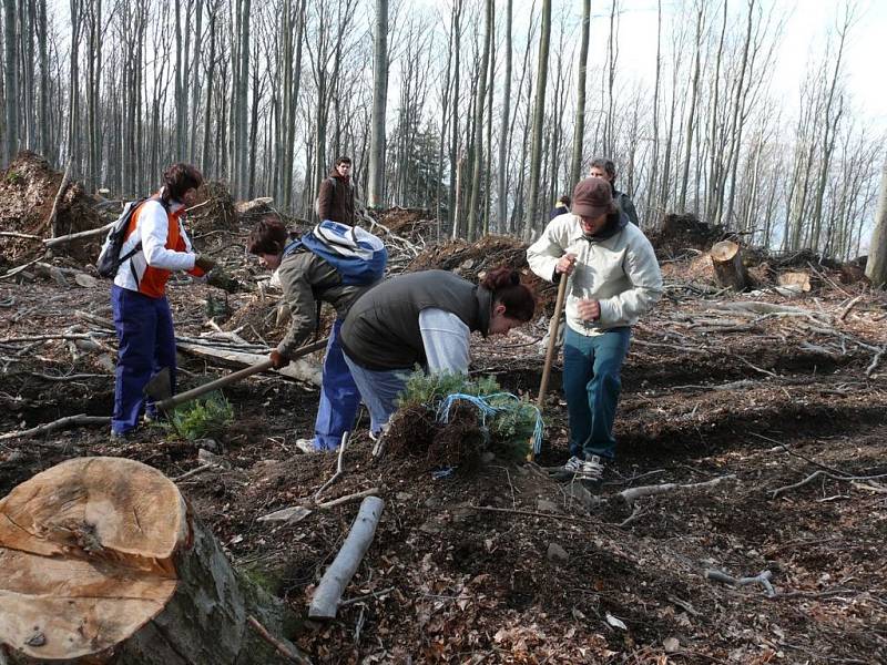 Duben 2008: Studenti sázejí v přírodní rezervaci jedle. Do Lovětínské rokle se zase vrací život.