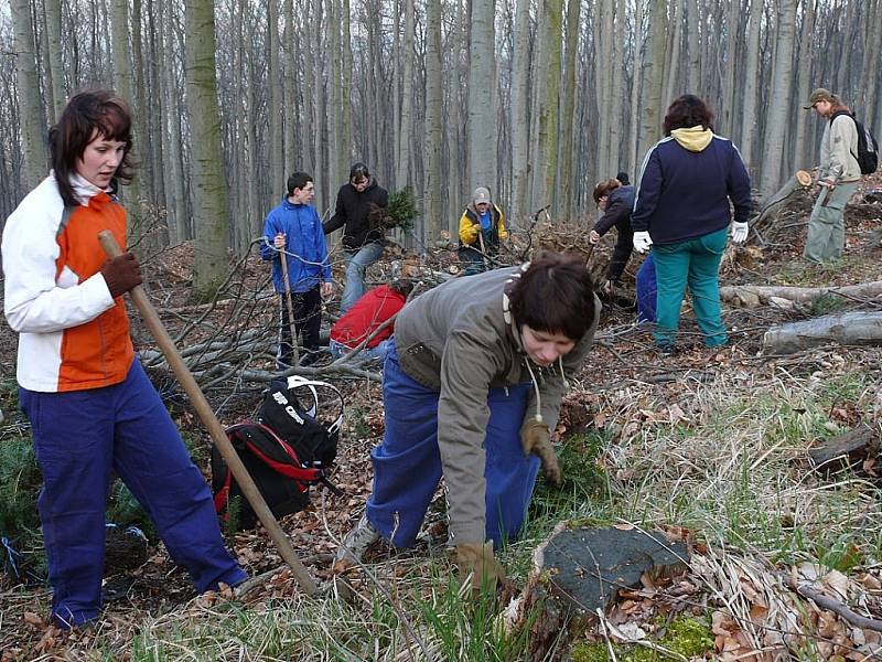 Duben 2008: Studenti sázejí v přírodní rezervaci jedle. Do Lovětínské rokle se zase vrací život.