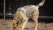 Kazan: čtyřletý německý ovčák vhodný pro zkušeného psovoda. Jde bohužel o nevychovaného dominantního psa, který si je vědom své síly. Správným přístupem je však zvládnutelný. Rozhodně není vhodný do rodiny s dětmi. Dobrý hlídač.
