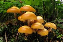 Opeňka měnlivá (Kuehneromyces mutabilis)