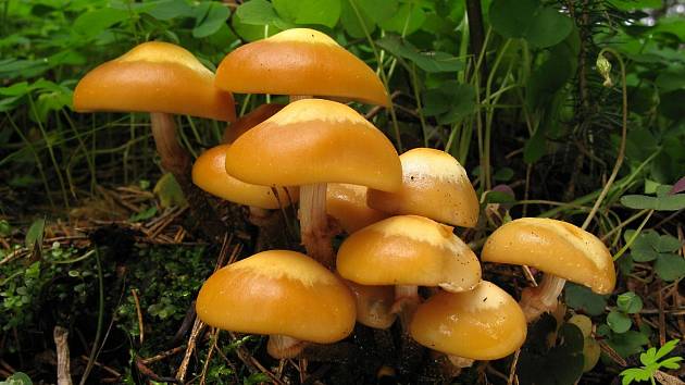 Opeňka měnlivá (Kuehneromyces mutabilis)