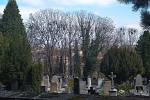 Hřbitov u sv. Kříže, v pozadí stromy s havraními hnízdy.