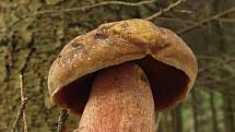 Hřib kovář - Boletus erythropus (1)