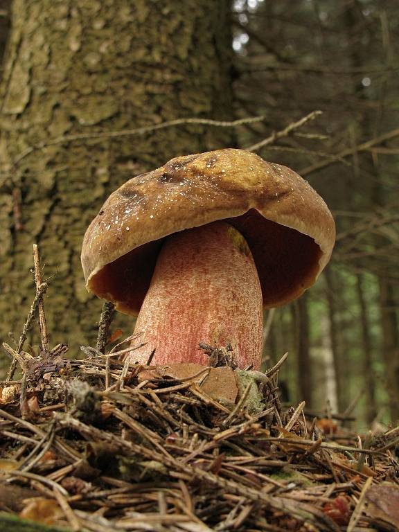 Hřib kovář - Boletus erythropus (1)