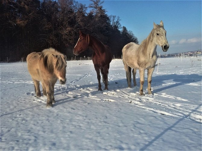Koňská oáza má tři čtyřnohé obyvatele. Zleva Nina, Linda a Princ.