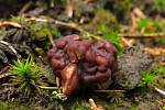  Ucháč obecný (Gyromitra esculenta).