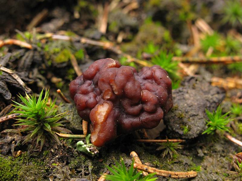  Ucháč obecný (Gyromitra esculenta).