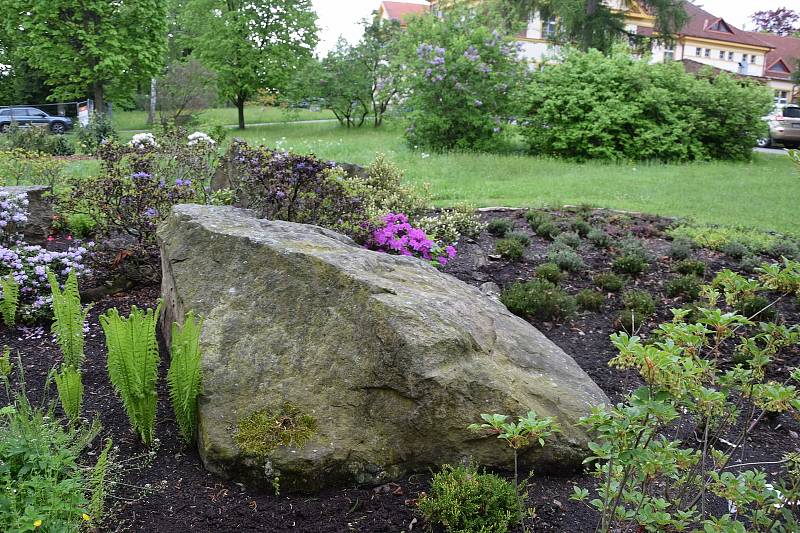 Foto: V Hamzově arboretu rozkvetly rododendrony