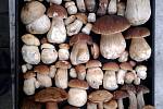 Redakci tentokrát nejvíc zaujaly úlovky Věry Bláhové ze Slatiňan, která v lesích u Nové Vsi u Nasavrk našla přes letošní dosavadní houbařskou bídu opravdovou všehochuť.