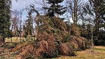 Útok orkánu Sabine v parku Státního zámku ve Slatiňanech nepřežily  tři nádherné borovice lesní, jeden smrk a poškozen byl i jeden habr.