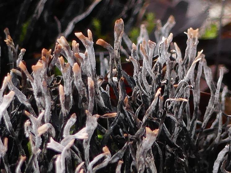 Dřevokazná houba Dřevnatka parohatá (Xylaria hypoxylon) v polovině ledna, Chrudimsko.