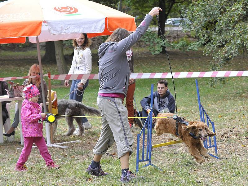 Chrudimáci strávili příjemné odpoledne se svými čtyřnohými kamarády.