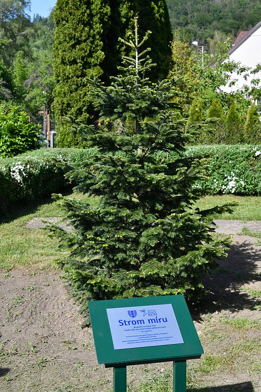 Setkání s týmem běžců z celého světa bude připomínat deska u kavkazské jedle, Stromu Míru.