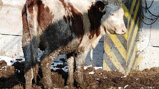 FOTOGALERIE: Krávy u Seče prý v mrazech hladoví - Chrudimský deník