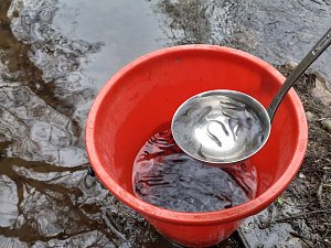 Slatiňanští rybáři do řeky Chrudimky za víkend vysadí 10 000 kusů plůdku. Přenos rybiček probíhá z kbelíku naběračkou jen po pár kusech.