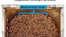 Neštěstí pro včelaře: Na čtyři nová ohniska moru platí jen benzin a oheň