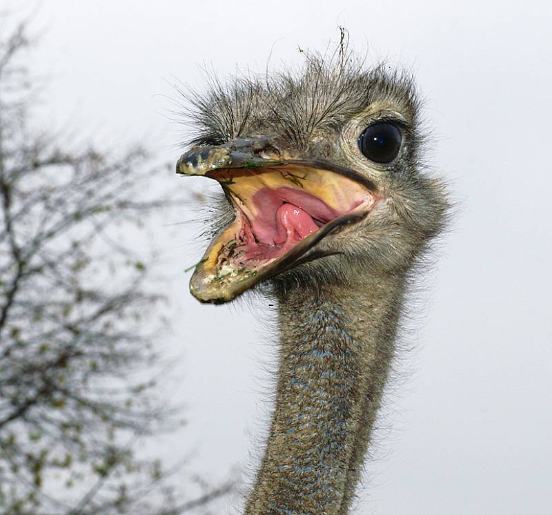 V soukromé zoo Kamila Korely v Kostelci u Heřmanova Městce je neustále živo.