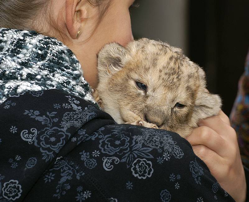 V soukromé zoo Kamila Korely v Kostelci u Heřmanova Městce je neustále živo.