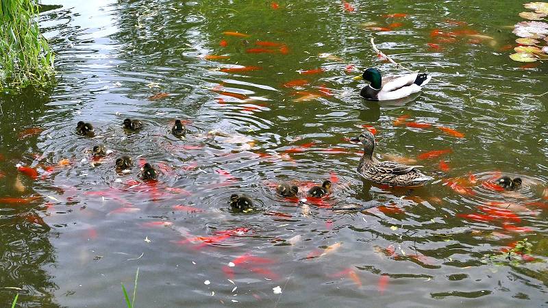 V rybníčku žijí kachny i ryby. Ty ale hynou zejména v horkých dnech kvůli nedostatku vzduchu.