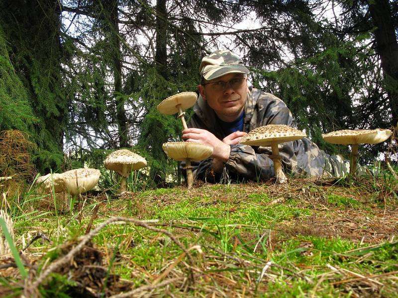 „Kudláček“ v bedlovém ráji. Houby jsou obrovské a zdravé.   