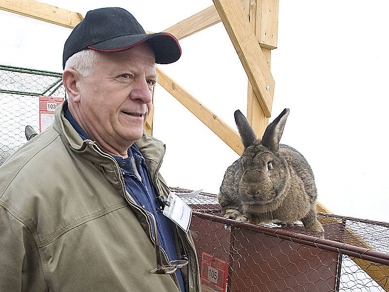 Mezi králíky získal nejvíce bodů „vídeňský šedý“ chovatele Václava Hrdého z Orle. 