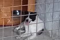Rumunští psi byli odsouzeni na smrt, teď už jsou už v bezpečí východočeského útulku