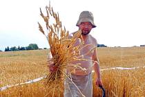 Keltové z Nasavrk sklidili úrodu obilí