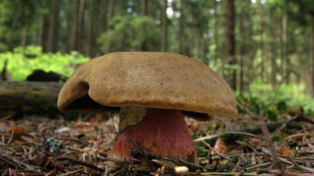 Hřib kovář - Boletus erythropus 