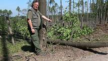 Hajný Vendelín Novotný při obchůzce po Městských lesích objevil několik spadlých stromů.