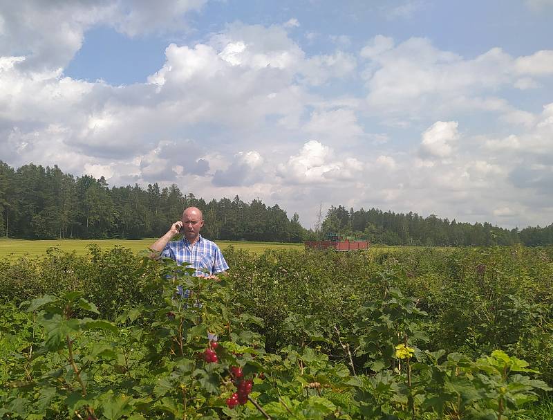 Má cenu ho pěstovat? Kilo rybízu prodávají zemědělci za pakatel, na poli stojí dvacku