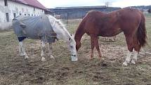 Azyl pro týrané a staré koně sídlí v bývalém kravíně v Rabštejnské Lhotě.