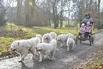 Cestami zámeckého parku kroužila psí spřežení