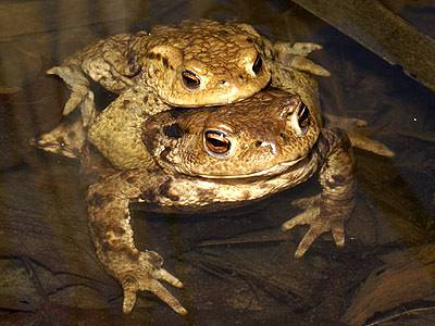 Ropucha obecná (Bufo bufo).