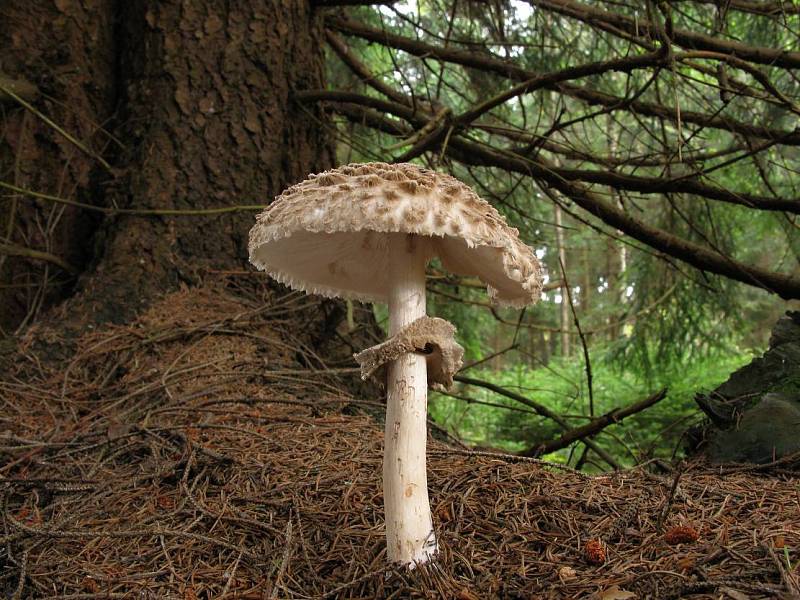 Bedla červenající (Chlorophyllum rhacodes).