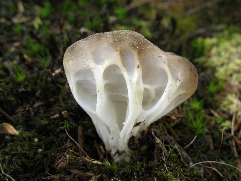 Chřapáč obecný (Helvella acetabulum).