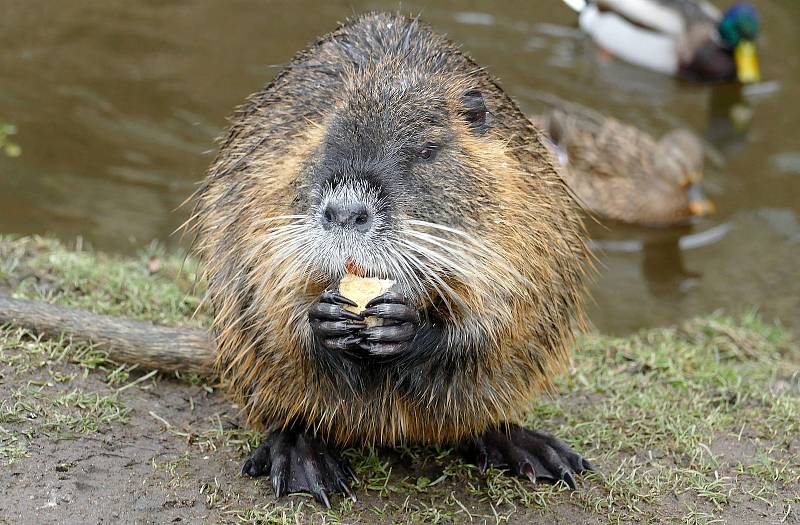 Nutrie se rychle množí