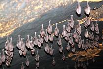 V lednu a únoru sčítali odborníci počty chráněných netopýrů na zimovištích v Českém ráji.
