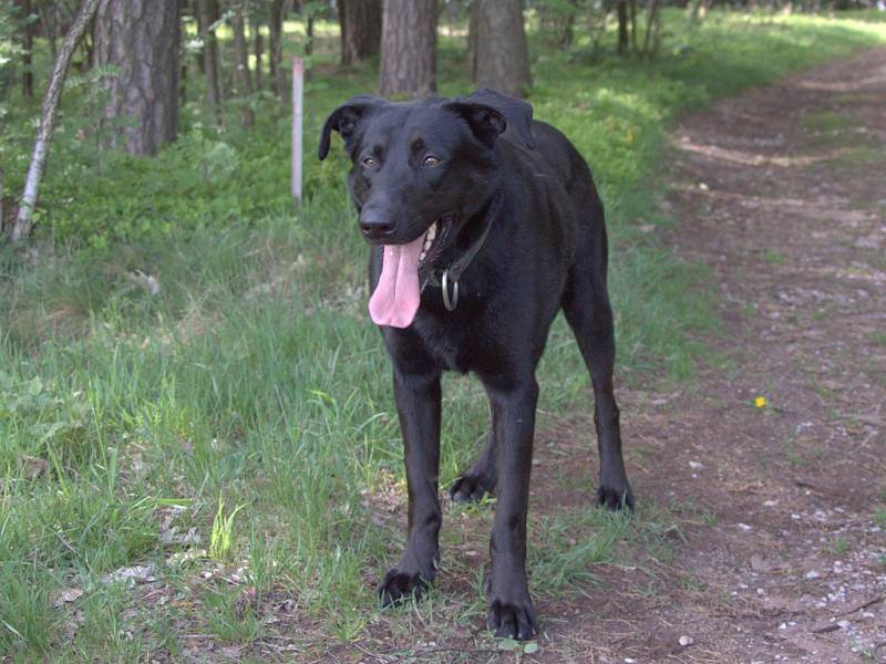 Black, věk asi 2 roky, velice přátelský a poslušný. Bude z něho výborný parťák pro aktivní páníčky. 